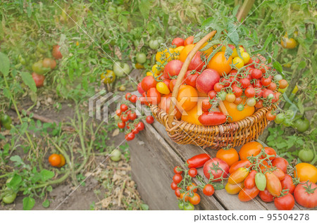 Tomatoes in a basket on a nature background 95504278