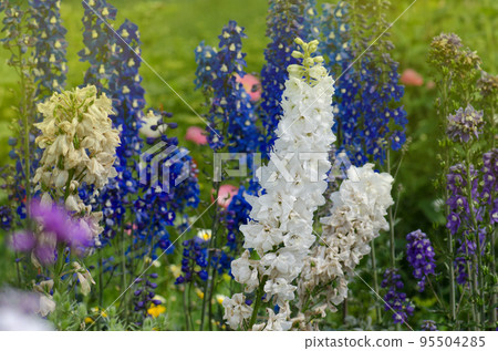 Delphinium flower blooming. 95504285