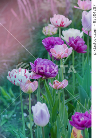 Purple peony in the garden Purple peony in the garden 95504287