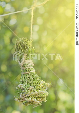 Achillea millefolium or yarrow plant. Millefolii herba on the rope 95504355