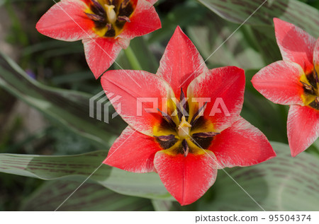 Beautiful tulip with stripe Beautiful tulip with stripe 95504374