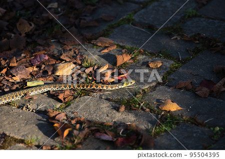 Yamagashi Yamagashi 95504395