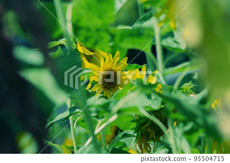 Midsummer Sunflower 1 Midsummer Sunflower 1 95504715