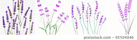 Watercolor drawing of lavender on a white background. Lavandula (common name lavender) is a genus of 47 known species of flowering plants in the mint family, Lamiaceae. Watercolor drawing of lavender on a white background. Lavandula (common name lavender) is a genus of 47 known species of flowering plants in the mint family, Lamiaceae. 95504846