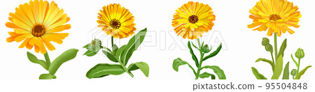 Beautiful blossoming yellow marigold on white background. Calendula officinalis Beautiful blossoming yellow marigold on white background. Calendula officinalis 95504848