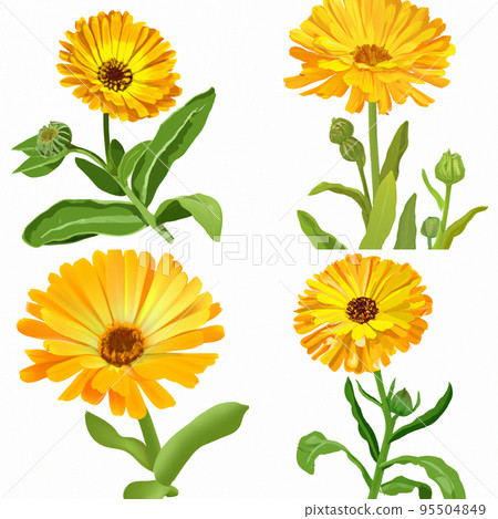 Beautiful blossoming yellow marigold on white background. Calendula officinalis Beautiful blossoming yellow marigold on white background. Calendula officinalis 95504849