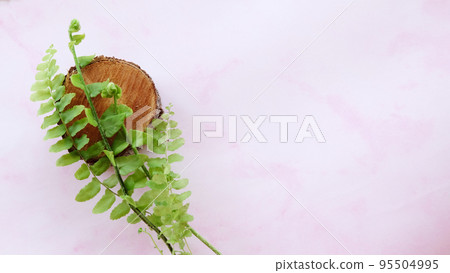 Young fern foliage on a pink background, with copy space on the right. Young fern foliage on a pink background, with copy space on the right. 95504995