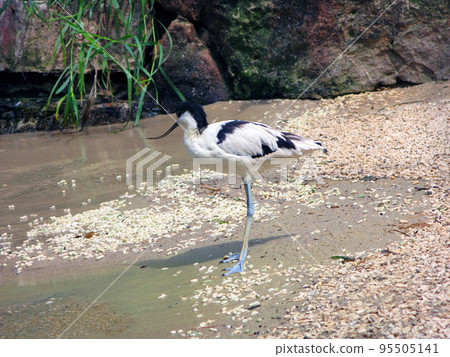 bird, crane, pelican 95505141