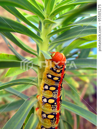 very bright multi-colored caterpillar of the night hawk moth eats euphorbia. Hyles euphorbiae larvae close up. Sphingidae, lepidoptera, entomology 95505275