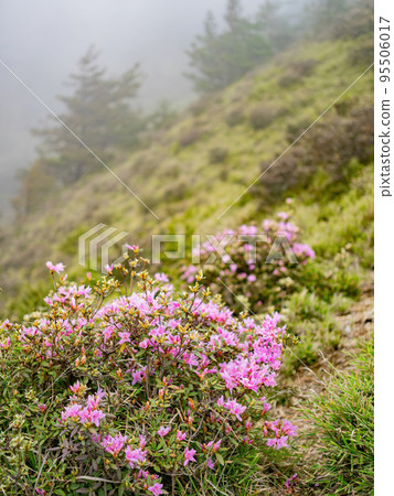 Close up shot of Rhododendron lapponicum blossom 95506017