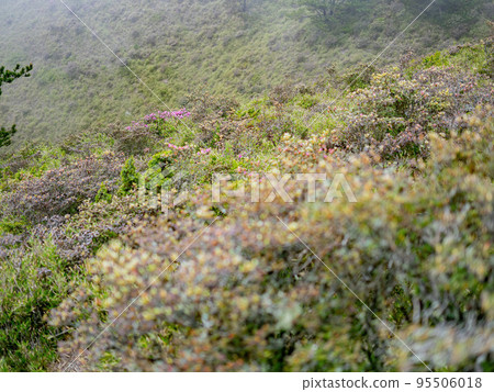 Overcast view of the landscape of Hehuanshan 95506018
