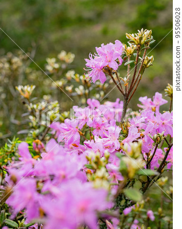 Close up shot of Rhododendron lapponicum blossom Close up shot of Rhododendron lapponicum blossom 95506028