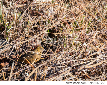 Close up shot of cute Vinaceous rosefinch 95506122
