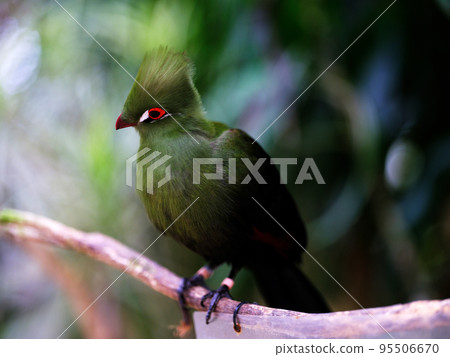 Turaco corythaix Tauraco corythaix 95506670