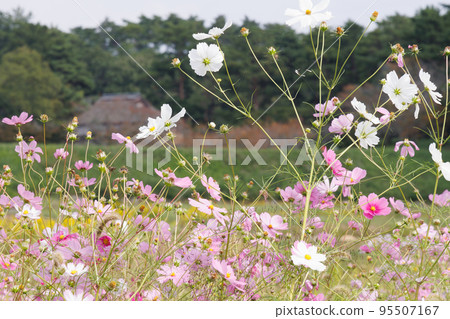 Autumn cherry blossoms at Kibiji in Soja city, Okayama prefecture, Japan 95507167