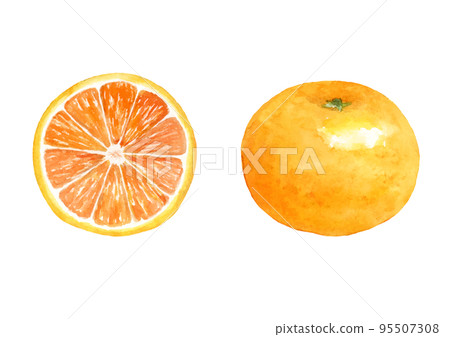 橙色水彩插圖矢量 橙色水彩插圖矢量 95507308