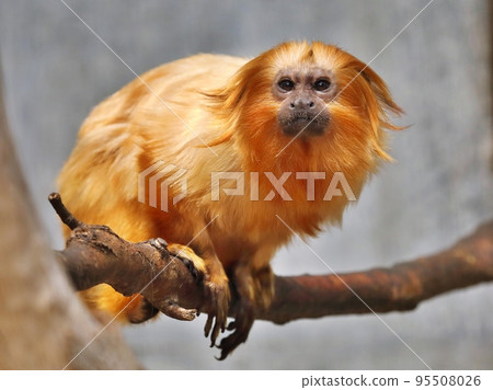 樹上的金獅狨猴 95508026