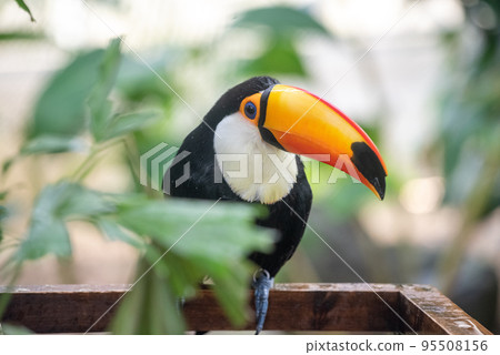 熱帶鳥托科巨嘴鳥 95508156