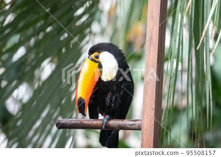 熱帶鳥托科巨嘴鳥 熱帶鳥托科巨嘴鳥 95508157