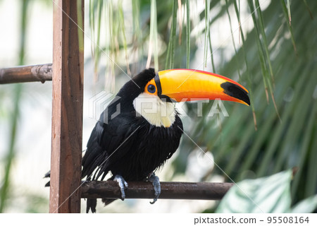 熱帶鳥托科巨嘴鳥 95508164
