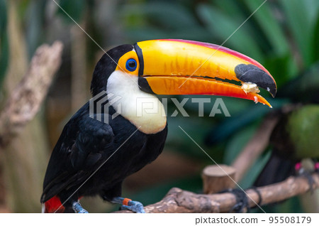 Tropical bird Toco Toucan 95508179