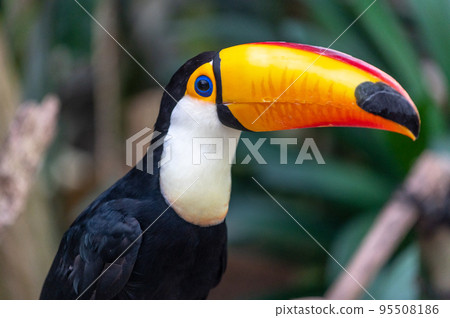 Tropical bird Toco Toucan Tropical bird Toco Toucan 95508186