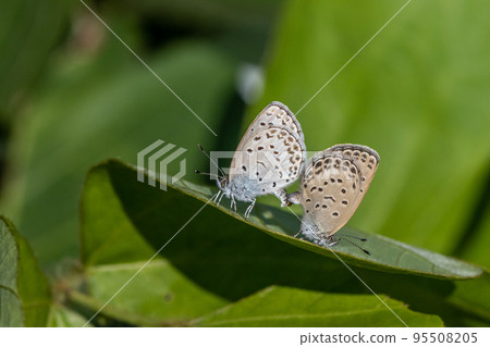 蜆交配 蜆交配 95508205