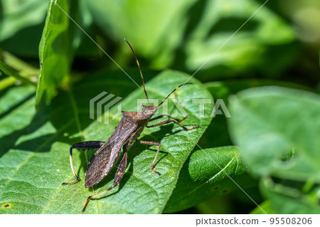 Hoop Heli Bug 95508206