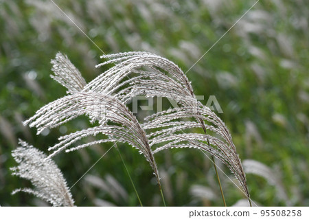 芒草 芒草 95508258
