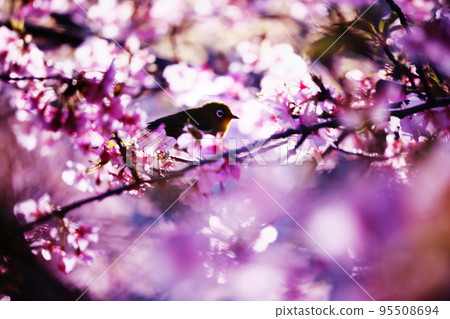 夢幻般美麗的櫻花和日本白眼 95508694
