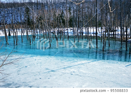 冬天的青池（北海道美瑛町） 95508833
