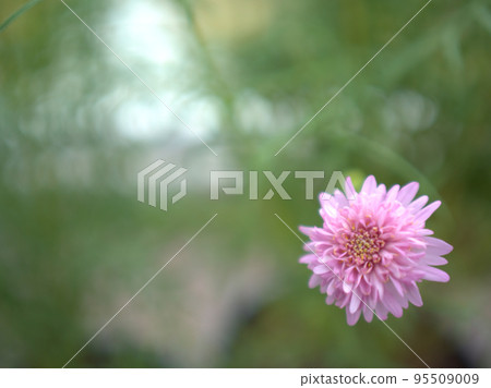 十月盛開的波斯菊花“粉紅流行襪” 十月盛開的波斯菊花“粉紅流行襪” 95509009