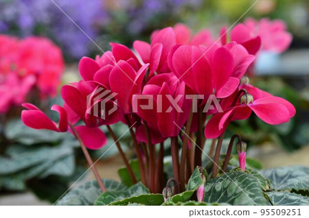 紅色仙客來花 (Cagari vivana) 95509251