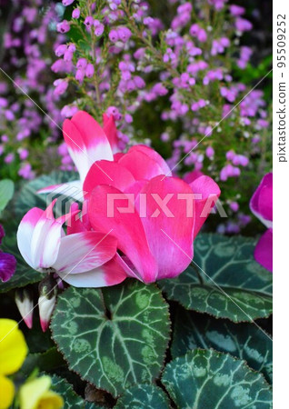 粉紅色仙客來花 (Cagari vivana) 95509252