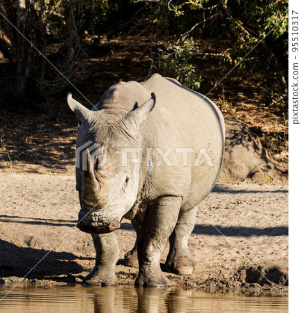 Creative Wildlife pictures of  Sabi Sands,South Africa  95510317