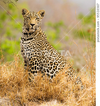 Beautiful Wildlife pictures of Sabi Sands,South Africa Beautiful Wildlife pictures of Sabi Sands,South Africa 95510387