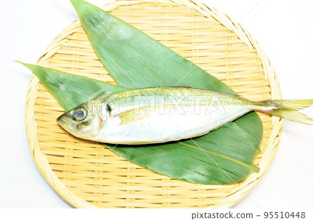 golden horse mackerel golden horse mackerel 95510448