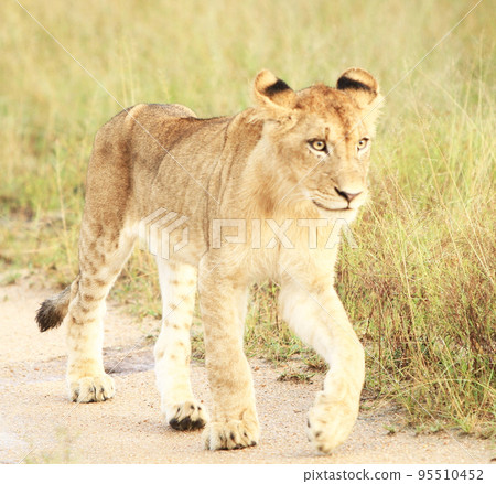Beautiful Wildlife of Sabi Sands,South Africa Beautiful Wildlife of Sabi Sands,South Africa 95510452