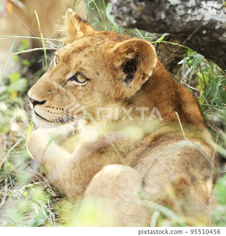 Beautiful Wildlife of Sabi Sands,South Africa Beautiful Wildlife of Sabi Sands,South Africa 95510456