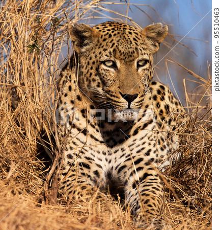 Beautiful Wildlife of  Sabi Sands,South Africa  95510463