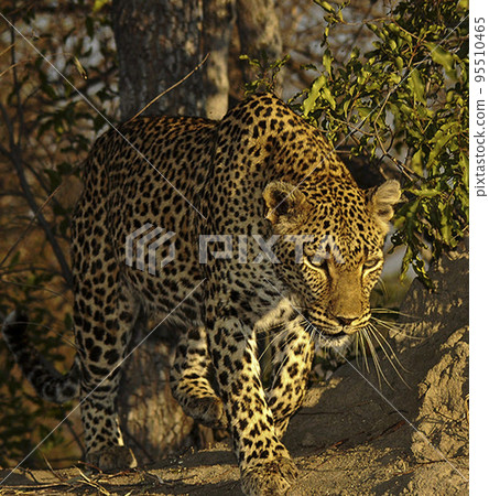 Beautiful Wildlife of  Sabi Sands,South Africa  95510465