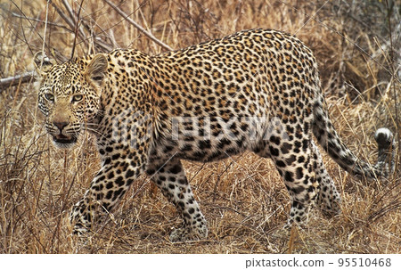 Beautiful Wildlife of Sabi Sands,South Africa Beautiful Wildlife of Sabi Sands,South Africa 95510468