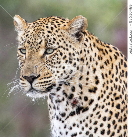 Beautiful Wildlife of  Sabi Sands,South Africa  95510469
