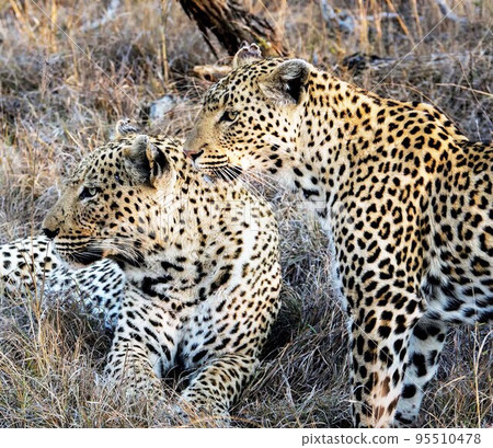 Beautiful Wildlife of  Sabi Sands,South Africa  95510478