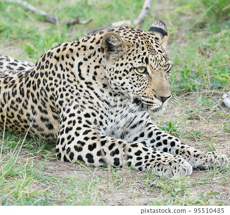 Beautiful Wildlife of  Sabi Sands,South Africa  95510485