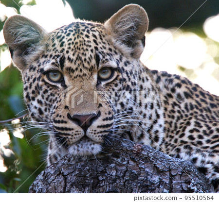 Beautiful Wildlife places in Sabi Sands,South Africa Beautiful Wildlife places in Sabi Sands,South Africa 95510564
