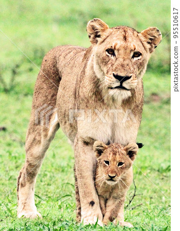 Beautiful Wildlife places in Sabi Sands,South Africa Beautiful Wildlife places in Sabi Sands,South Africa 95510617