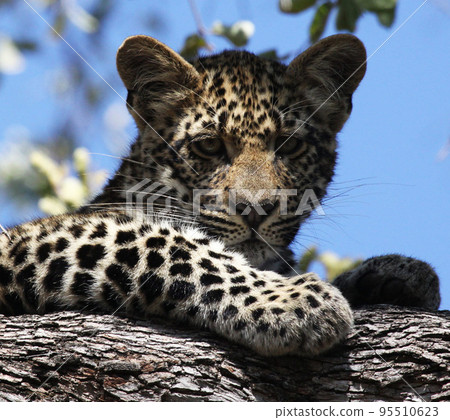 Beautiful Wildlife places in Sabi Sands,South Africa Beautiful Wildlife places in Sabi Sands,South Africa 95510623