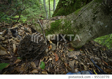 Natural Maitake Mushroom Kurofu 95510770