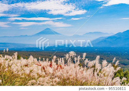 (Nagano Prefecture) Japanese pampas grass and a distant view of Mt. Fuji at Fujimi Kogen Resort (Nagano Prefecture) Japanese pampas grass and a distant view of Mt. Fuji at Fujimi Kogen Resort 95510811